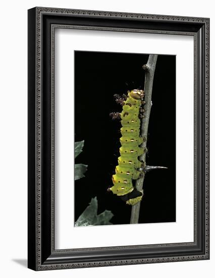 Eacles Imperialis (Imperial Moth) - Caterpillar-Paul Starosta-Framed Photographic Print