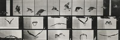 Saut d'obstacle, cheval noir - Eadweard Muybridge