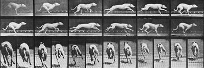 Album sur la décomposition du mouvement, Animal Locomotion: chien-Eadweard Muybridge-Giclee Print