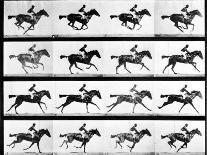 Jumping over Three Horses...Chestnut Horse Hornet-Eadweard Muybridge-Giclee Print