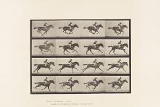 Plate 626. Gallop; Thoroughbred Bay Mare Annie G., 1885 (Collotype on Paper)-Eadweard Muybridge-Giclee Print
