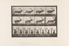 Album sur la décomposition du mouvement : "Animal locomotion", 1872/85. Lutte de deux hommes nus-Eadweard Muybridge-Giclee Print