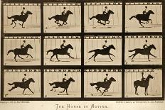 Jumping over Three Horses...Chestnut Horse Hornet-Eadweard Muybridge-Giclee Print