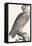 Eagle, 1850 (Engraving)-Louis Simon (1810-1870) Lassalle-Framed Premier Image Canvas
