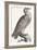 Eagle, 1850 (Engraving)-Louis Simon (1810-1870) Lassalle-Framed Giclee Print