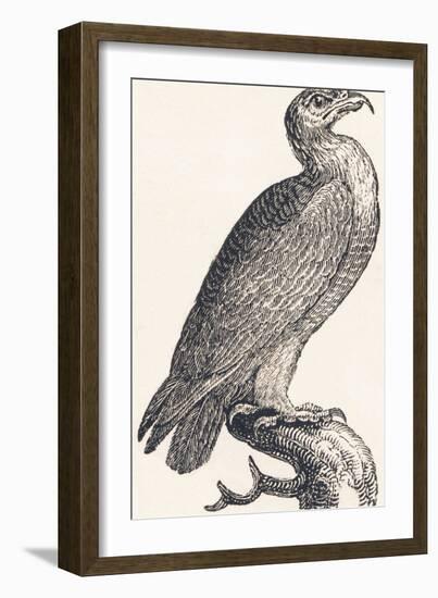 Eagle, 1850 (Engraving)-Louis Simon (1810-1870) Lassalle-Framed Giclee Print