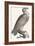 Eagle, 1850 (Engraving)-Louis Simon (1810-1870) Lassalle-Framed Giclee Print