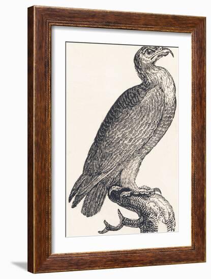 Eagle, 1850 (Engraving)-Louis Simon (1810-1870) Lassalle-Framed Giclee Print