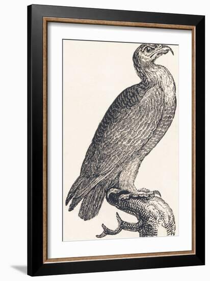 Eagle, 1850 (Engraving)-Louis Simon (1810-1870) Lassalle-Framed Giclee Print