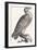 Eagle, 1850 (Engraving)-Louis Simon (1810-1870) Lassalle-Framed Giclee Print
