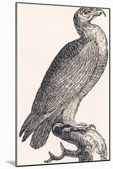 Eagle, 1850 (Engraving)-Louis Simon (1810-1870) Lassalle-Mounted Giclee Print