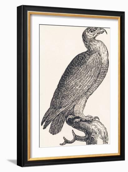 Eagle, 1850 (Engraving)-Louis Simon (1810-1870) Lassalle-Framed Giclee Print