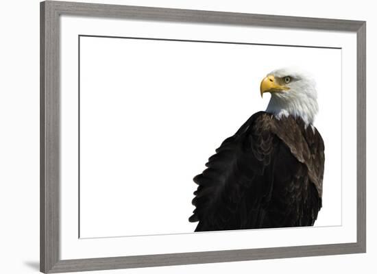 Eagle Ahead - Pure-Staffan Widstrand-Framed Giclee Print