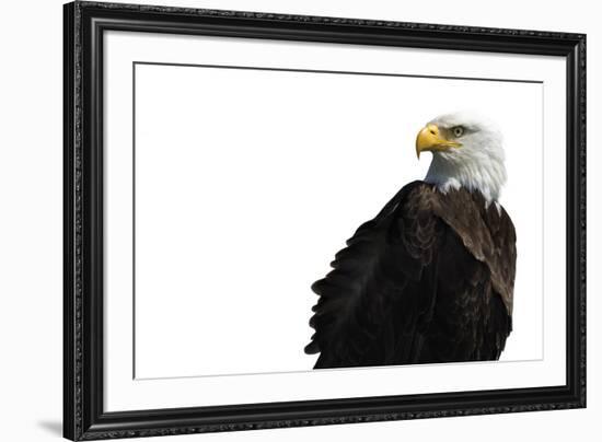 Eagle Ahead - Pure-Staffan Widstrand-Framed Giclee Print