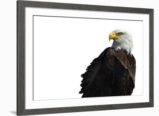 Eagle Ahead - Pure-Staffan Widstrand-Framed Giclee Print