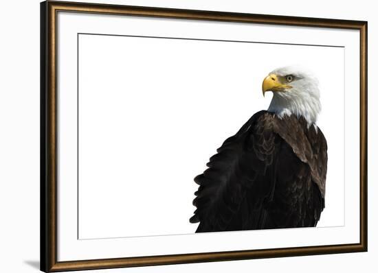 Eagle Ahead - Pure-Staffan Widstrand-Framed Giclee Print