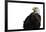 Eagle Ahead - Pure-Staffan Widstrand-Framed Giclee Print