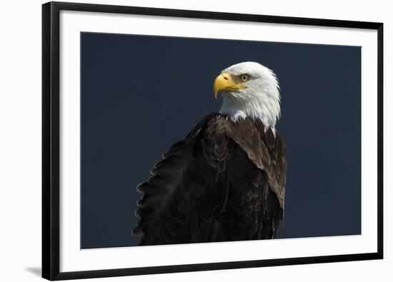 Eagle Ahead-Staffan Widstrand-Framed Giclee Print