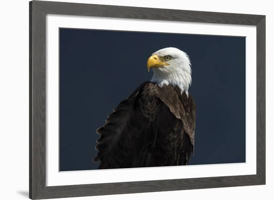 Eagle Ahead-Staffan Widstrand-Framed Giclee Print