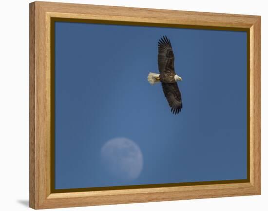 Eagle and Moon-Galloimages Online-Framed Premier Image Canvas