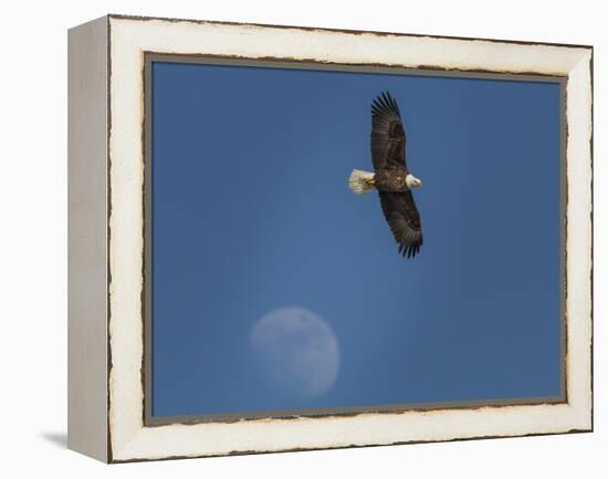 Eagle and Moon-Galloimages Online-Framed Premier Image Canvas