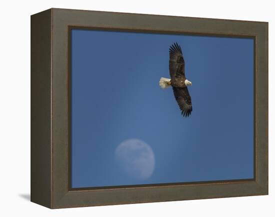 Eagle and Moon-Galloimages Online-Framed Premier Image Canvas
