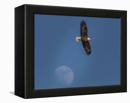 Eagle and Moon-Galloimages Online-Framed Premier Image Canvas