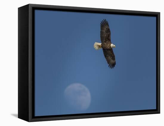 Eagle and Moon-Galloimages Online-Framed Premier Image Canvas