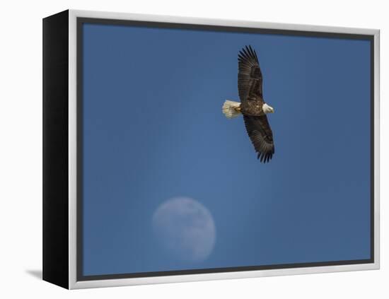 Eagle and Moon-Galloimages Online-Framed Premier Image Canvas