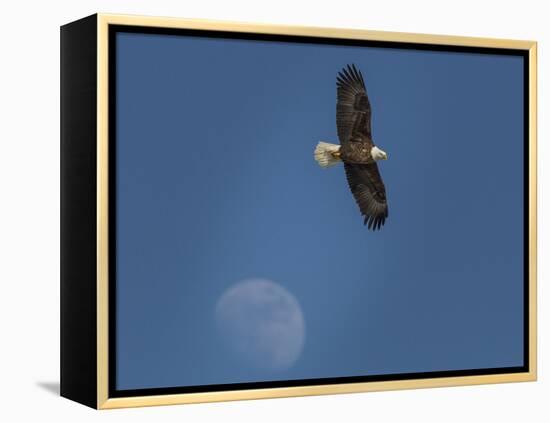 Eagle and Moon-Galloimages Online-Framed Premier Image Canvas