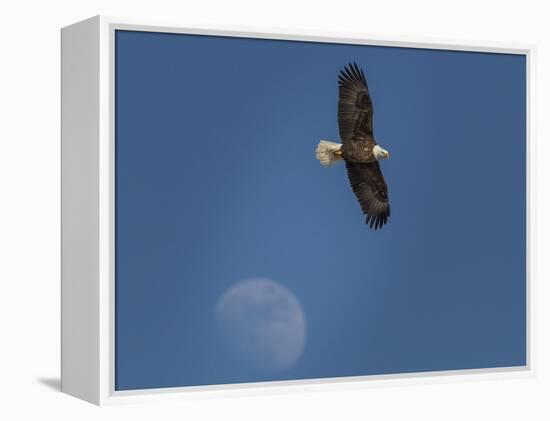 Eagle and Moon-Galloimages Online-Framed Premier Image Canvas