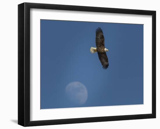 Eagle and Moon-Galloimages Online-Framed Photographic Print