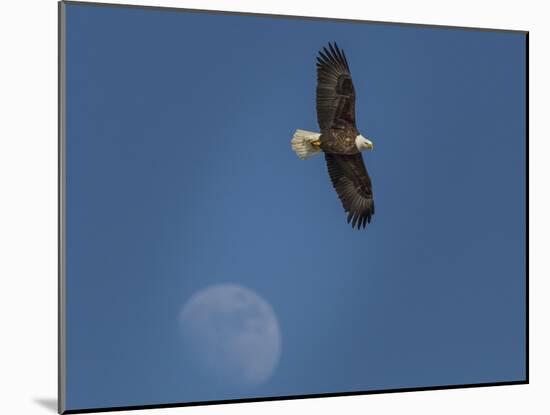 Eagle and Moon-Galloimages Online-Mounted Photographic Print