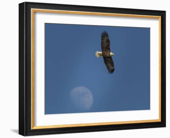 Eagle and Moon-Galloimages Online-Framed Photographic Print
