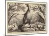 Eagle and Other Birds-Wenceslaus Hollar-Mounted Giclee Print
