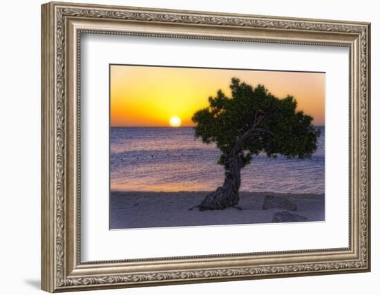 Eagle Beach Sunset witha Divi Tree, Aruba-George Oze-Framed Photographic Print