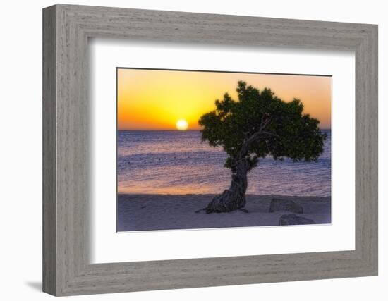 Eagle Beach Sunset witha Divi Tree, Aruba-George Oze-Framed Photographic Print