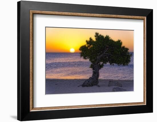 Eagle Beach Sunset witha Divi Tree, Aruba-George Oze-Framed Photographic Print