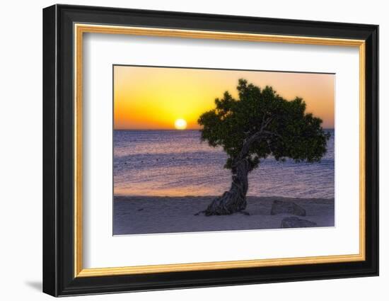 Eagle Beach Sunset witha Divi Tree, Aruba-George Oze-Framed Photographic Print