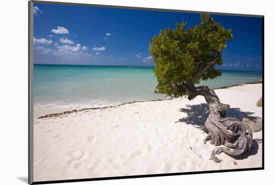 Eagle Beach with a Fofoti Divi Tree Aruba-George Oze-Mounted Photographic Print