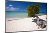 Eagle Beach with a Fofoti Divi Tree Aruba-George Oze-Mounted Photographic Print