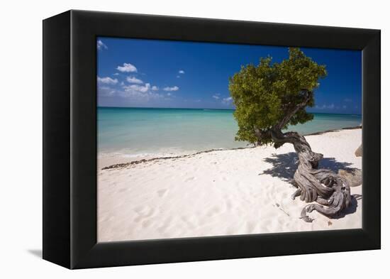 Eagle Beach with a Fofoti Divi Tree Aruba-George Oze-Framed Premier Image Canvas