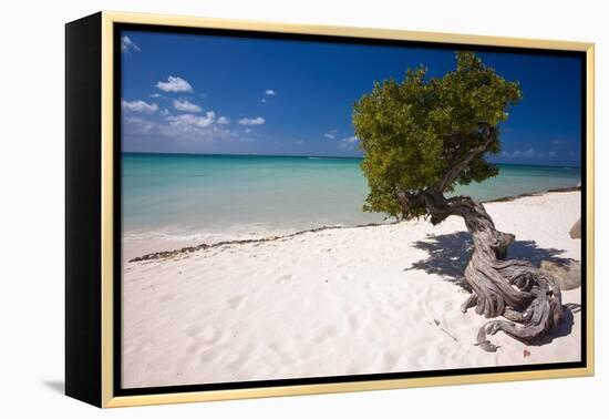 Eagle Beach with a Fofoti Divi Tree Aruba-George Oze-Framed Premier Image Canvas