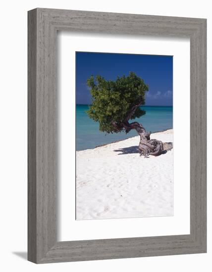 Eagle Beach with a Fofoti Tree Aruba-George Oze-Framed Photographic Print