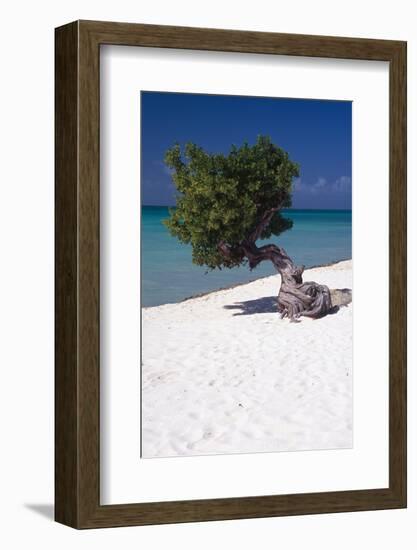 Eagle Beach with a Fofoti Tree Aruba-George Oze-Framed Photographic Print