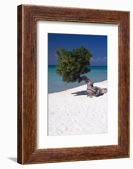 Eagle Beach with a Fofoti Tree Aruba-George Oze-Framed Photographic Print