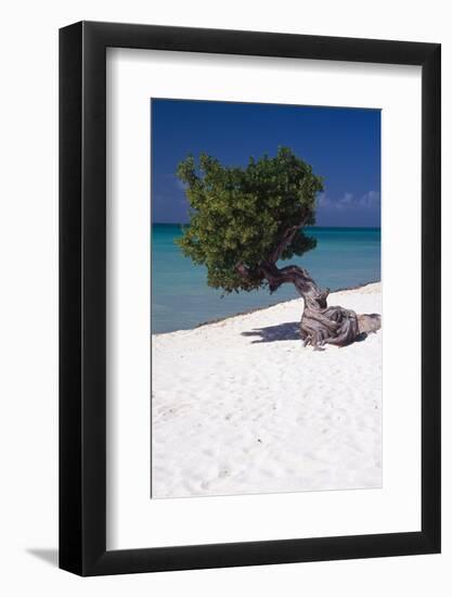 Eagle Beach with a Fofoti Tree Aruba-George Oze-Framed Photographic Print