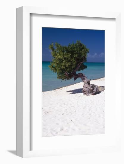 Eagle Beach with a Fofoti Tree Aruba-George Oze-Framed Photographic Print