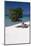 Eagle Beach with a Fofoti Tree Aruba-George Oze-Mounted Photographic Print
