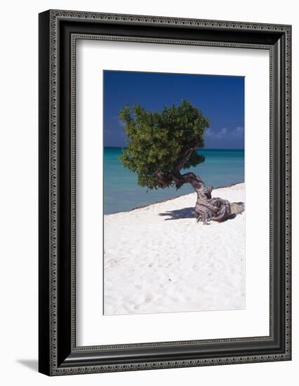 Eagle Beach with a Fofoti Tree Aruba-George Oze-Framed Photographic Print